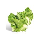 Couve Portuguesa (1 un = 1055 g aprox) Couve Portuguesa (1 un = 1055 g aprox)