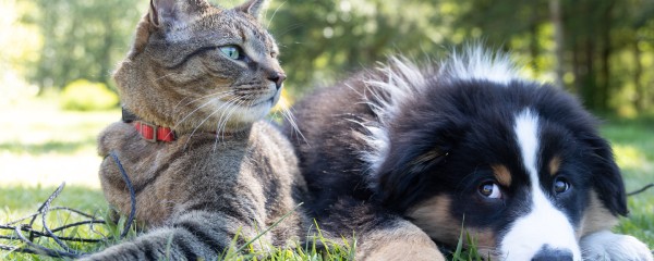 Animais de Estimação.jpg